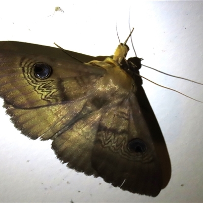 Dasypodia selenophora (Southern Old Lady Moth) at Waramanga, ACT - 16 Jan 2025 by AndyRoo