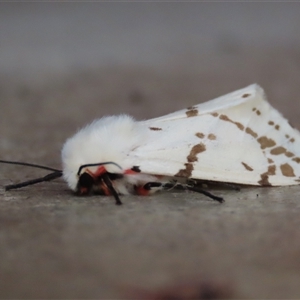 Ardices canescens at Waramanga, ACT - 16 Jan 2024 by AndyRoo