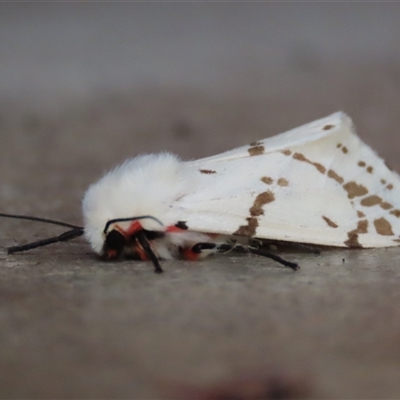 Ardices canescens (Dark-spotted Tiger Moth) at Waramanga, ACT - 16 Jan 2024 by AndyRoo