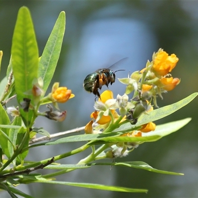 Xylocopa (Lestis) aerata (Metallic Green Carpenter Bee, Golden-Green Carpenter Bee) at Acton, ACT - Yesterday by TimL