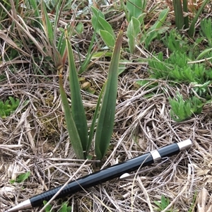 Thelymitra alpina at Dry Plain, NSW - 28 Sep 2025 by AndyRoo