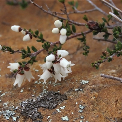 Cryptandra amara (Bitter Cryptandra) at Dry Plain, NSW - 28 Sep 2025 by AndyRoo