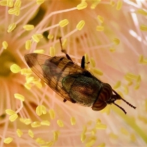 Unverified True fly (Diptera) by LisaH