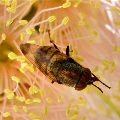 Unverified True fly (Diptera) at  - suppressed by LisaH
