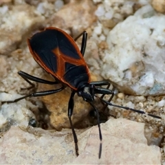 Unverified True bug (Hemiptera, Heteroptera) by LisaH