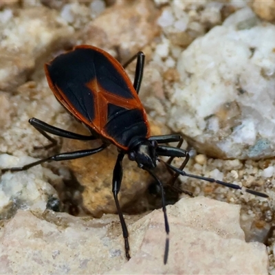 Unverified True bug (Hemiptera, Heteroptera) at  - suppressed by LisaH