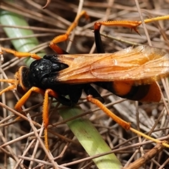 Unverified Wasp (Hymenoptera, Apocrita) by LisaH