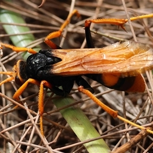 Unverified Wasp (Hymenoptera, Apocrita) by LisaH