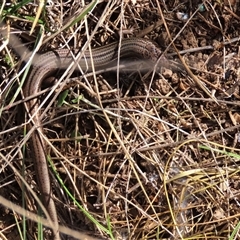 Acritoscincus duperreyi (Eastern Three-lined Skink) at Dry Plain, NSW - 18 Aug 2025 by AndyRoo