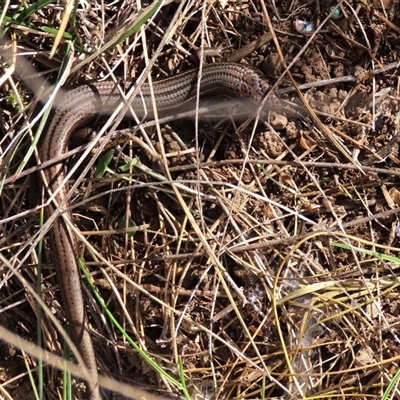 Acritoscincus duperreyi (Eastern Three-lined Skink) at Dry Plain, NSW - 18 Aug 2025 by AndyRoo