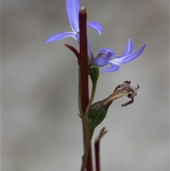 Comesperma volubile by LisaH