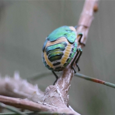 Unverified True bug (Hemiptera, Heteroptera) at  - suppressed by LisaH