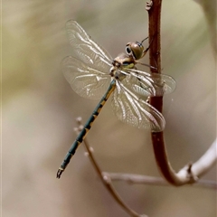 Unverified Dragonfly (Anisoptera) by LisaH