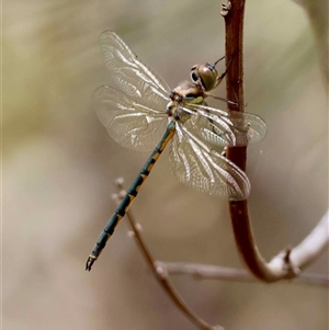 Unverified Dragonfly (Anisoptera) by LisaH