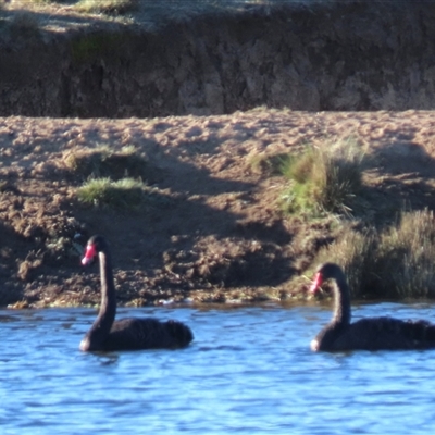 Cygnus atratus (Black Swan) at Dry Plain, NSW - 18 Aug 2025 by AndyRoo