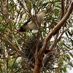 Eudynamys orientalis by LisaH