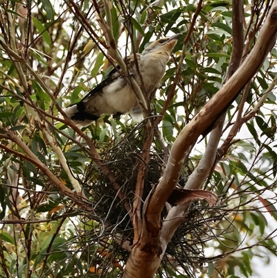 Eudynamys orientalis at  - suppressed by LisaH