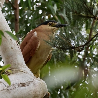 Nycticorax caledonicus at  - suppressed by LisaH