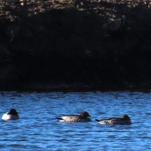 Chenonetta jubata at Dry Plain, NSW - 18 Aug 2025 by AndyRoo