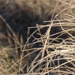 Anthosachne scabra (Common Wheat-grass) at Dry Plain, NSW - 18 Aug 2025 by AndyRoo