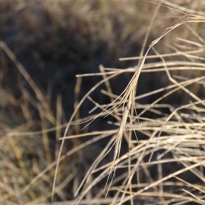 Anthosachne scabra (Common Wheat-grass) at Dry Plain, NSW - 18 Aug 2025 by AndyRoo
