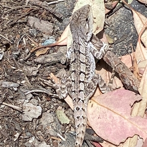 Amphibolurus muricatus at Farrer, ACT - Yesterday by SteveBorkowskis
