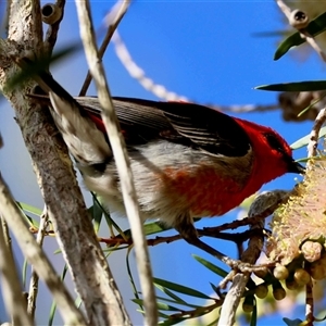 Myzomela sanguinolenta by LisaH