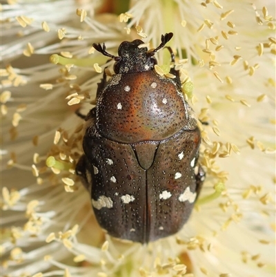 Glycyphana stolata at  - suppressed by LisaH