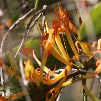 Amyema miquelii at  - suppressed by LisaH