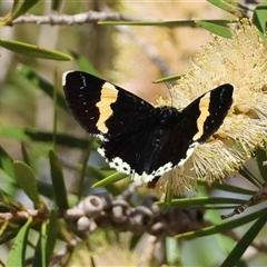 Unverified Moth (Lepidoptera) by LisaH