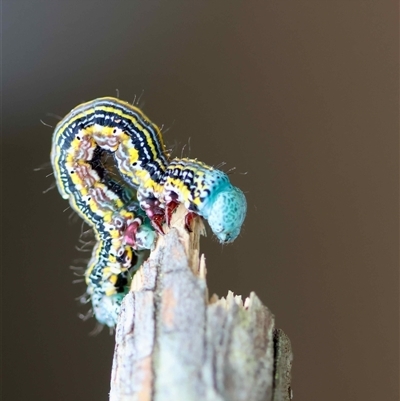 Unverified Moth (Lepidoptera) at  - suppressed by LisaH