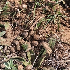 Unverified Mammal at Dry Plain, NSW - 18 Aug 2025 by AndyRoo