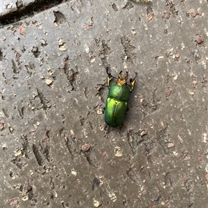 Lamprima sp. (genus) at Theodore, ACT - Today by Cardy
