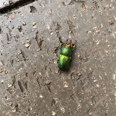 Lamprima sp. (genus) at Theodore, ACT - Today by Cardy