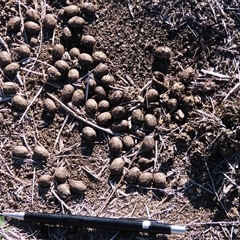 Unverified Mammal at Dry Plain, NSW - 10 May 2025 by AndyRoo
