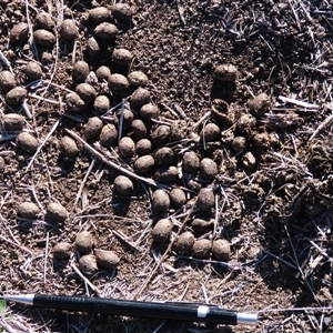 Unverified Mammal at Dry Plain, NSW - 10 May 2025 by AndyRoo
