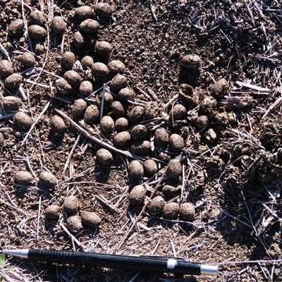 Unverified Mammal at Dry Plain, NSW - 10 May 2025 by AndyRoo