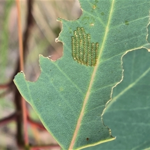 Unverified Beetle (Coleoptera) at Isaacs, ACT - Today by Mike