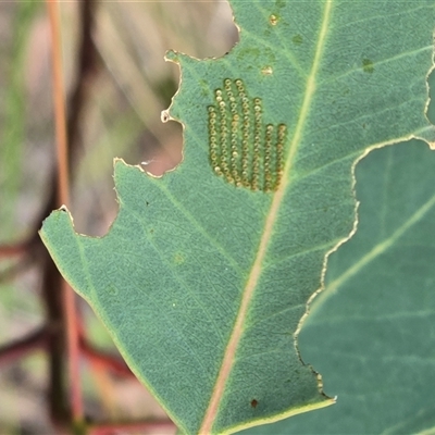 Unverified Beetle (Coleoptera) at Isaacs, ACT - 2 Dec 2025 by Mike