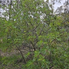 Fraxinus sp. at Isaacs, ACT - Today by Mike