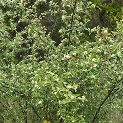 Cotoneaster pannosus (Cotoneaster) at Isaacs, ACT - 2 Dec 2025 by Mike