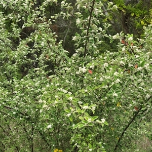 Cotoneaster pannosus (Cotoneaster) at Isaacs, ACT - Today by Mike