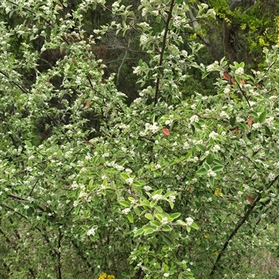 Cotoneaster pannosus (Cotoneaster) at Isaacs, ACT - 2 Dec 2025 by Mike
