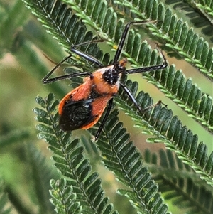 Unverified True bug (Hemiptera, Heteroptera) at Isaacs, ACT - Today by Mike