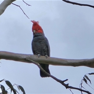 Callocephalon fimbriatum (Gang-gang Cockatoo) at Isaacs, ACT - Today by Mike