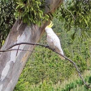 Cacatua galerita (Sulphur-crested Cockatoo) at Isaacs, ACT - Today by Mike