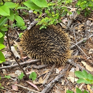 Tachyglossus aculeatus at Isaacs, ACT - Yesterday 04:52 PM