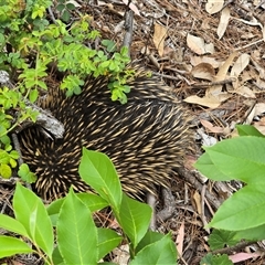 Tachyglossus aculeatus at Isaacs, ACT - Yesterday 04:52 PM