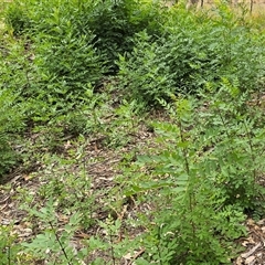 Fraxinus sp. at Isaacs, ACT - Today by Mike