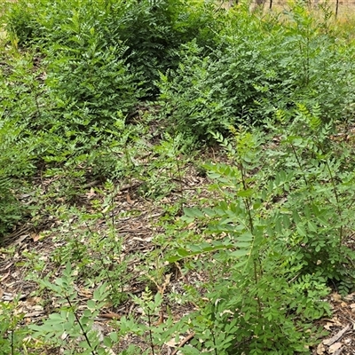 Fraxinus sp. at Isaacs, ACT - Today by Mike